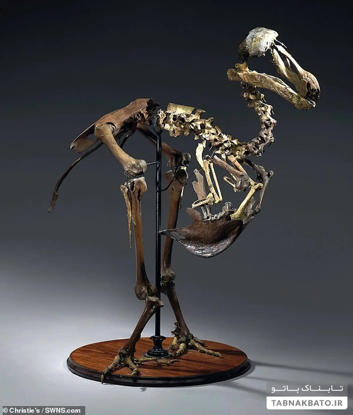 فروش اسکلت‌های پرنده ای با قیمت نجومی در یک حراجی