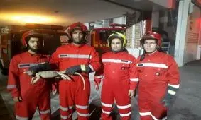 یک بزغاله مار در روستای گرجی مشهد زنده گیری شد