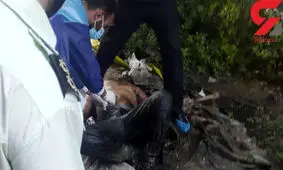 جسد کرم خورده یک مرد، داخل کیسه بد بوی اتوبان صدر