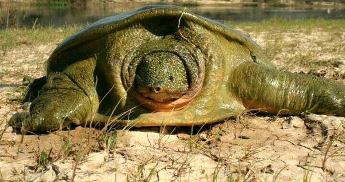 جمعیت لاکپشت‌های فراتی رو به انقراض رفت