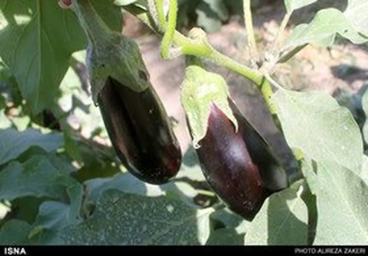 درمان دیابت با کلاهک بادمجان