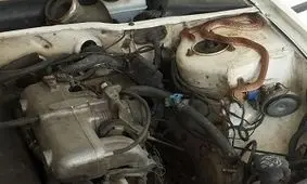 ورود مار به داخل پژو ۲۰۶ در شهرک بهاران مریوان + فیلم