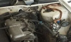 ورود مار به داخل پژو ۲۰۶ در شهرک بهاران مریوان + فیلم