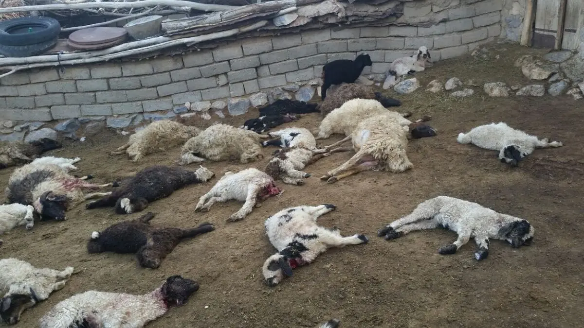 گرگ ها ۹ راس گوسفند را در بشرویه دریدند