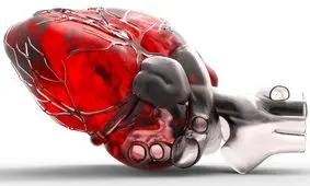 رشد دوباره لایه خارجی قلب با استفاده از سلول‌های بنیادی