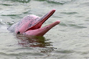 دانستنی‌های جالب درباره دلفین‌های صورتی