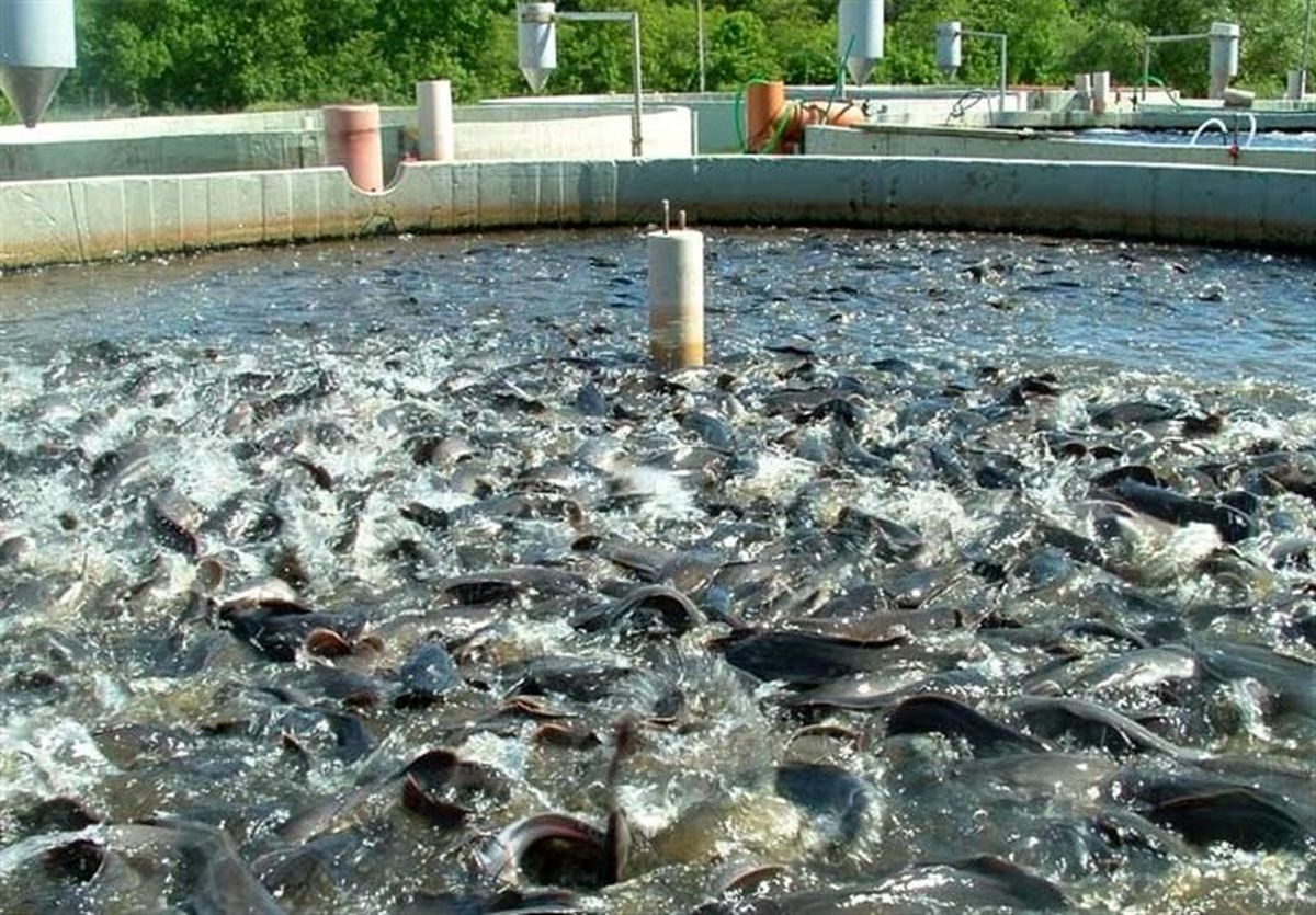 تولید ۳ گونه بچه ماهی پُرمصرف در کشور برای مقابله با تحریم‌ احتمالی