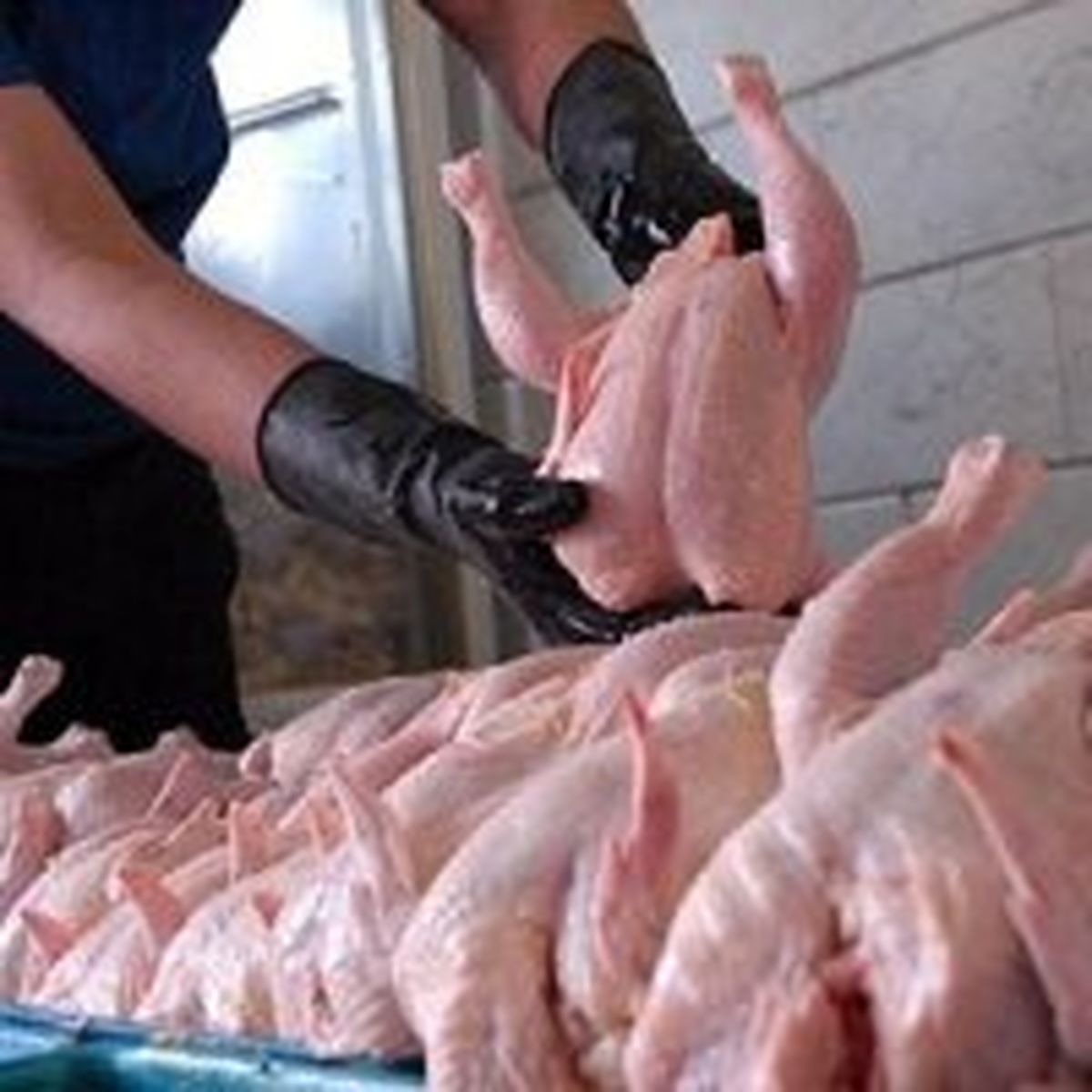 شهروندان از مصرف مرغ و تخممرغ خانگی پرهیز کنند