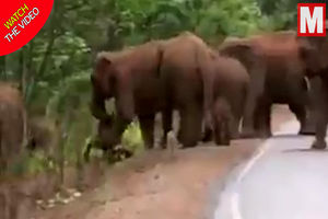 تشییع جنازه باورنکردنی گله فیل‌ها برای یک بچه فیل! +فیلم