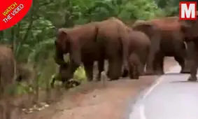 تشییع جنازه باورنکردنی گله فیل‌ها برای یک بچه فیل! +فیلم