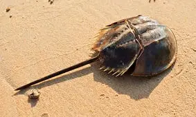 گرانترین مواد به دست آمده از حیوانات که باورتان نمی‌شود