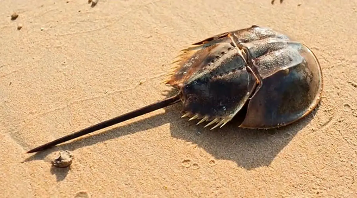 گرانترین مواد به دست آمده از حیوانات که باورتان نمی‌شود