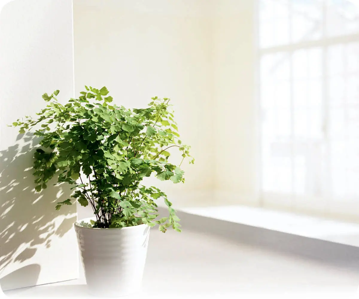 نکاتی طلایی برای نگهداری گل‌ها که باید بدانید