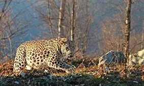 چند تصویر امیدوارکننده از پلنگ در ارتفاعات مازندران + فیلم