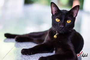 چرا دیدن گربه سیاه نشانه بدی است؟