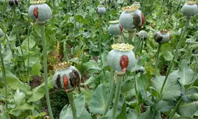 توضیحات دبیر شورای هماهنگی مبارزه با مواد مخدر تهران در مورد کشت خشخاش در پایتخت