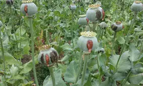 توضیحات دبیر شورای هماهنگی مبارزه با مواد مخدر تهران در مورد کشت خشخاش در پایتخت