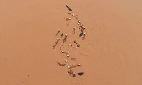 ۶۱ کشته و هزاران بی‌خانمان در سیلاب‌های اخیر چین