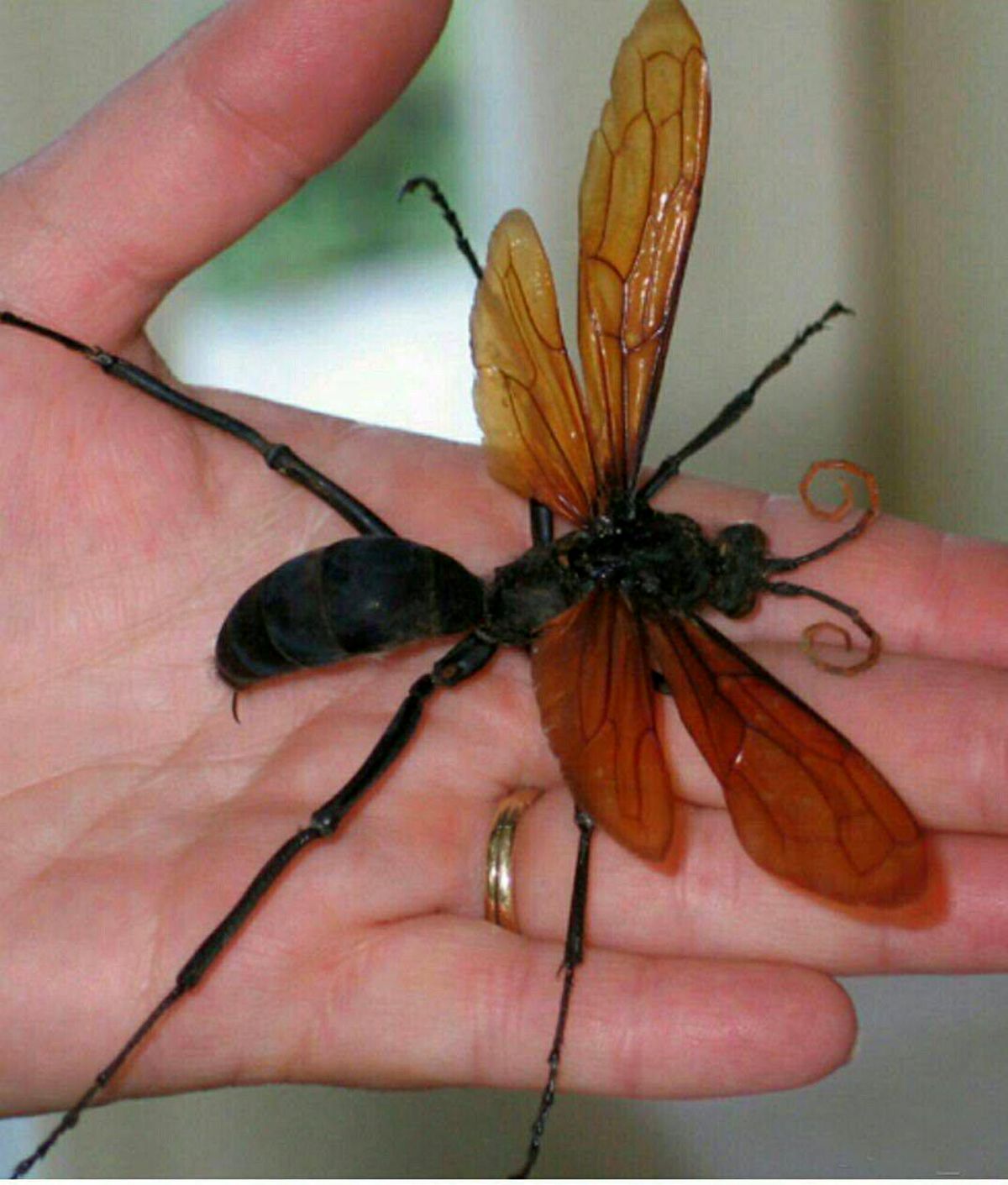 عکسی باورنکردنی از خطرناکترین زنبور
