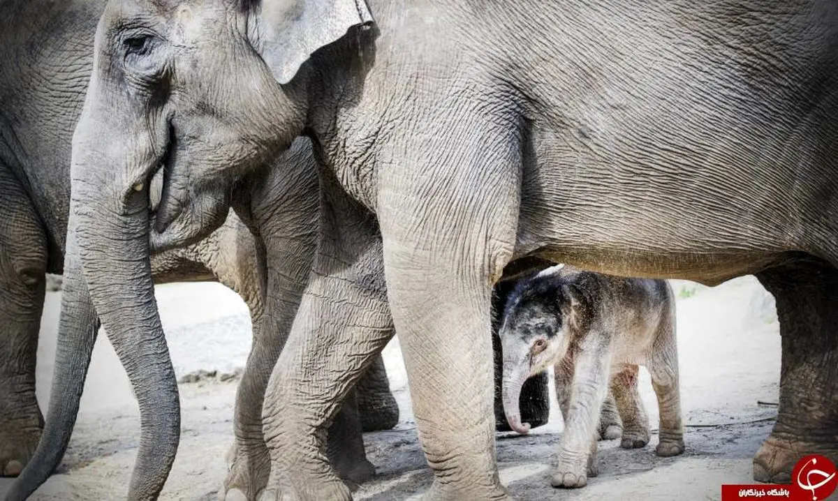 احساس هم‌دردی در فیل‌ها چگونه است؟