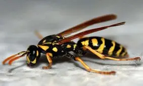 کوچک‌ترین و مرموزترین ارتش دنیا که می‌تواند زندگی انسان‌ها را مختل کند! + تصاویر