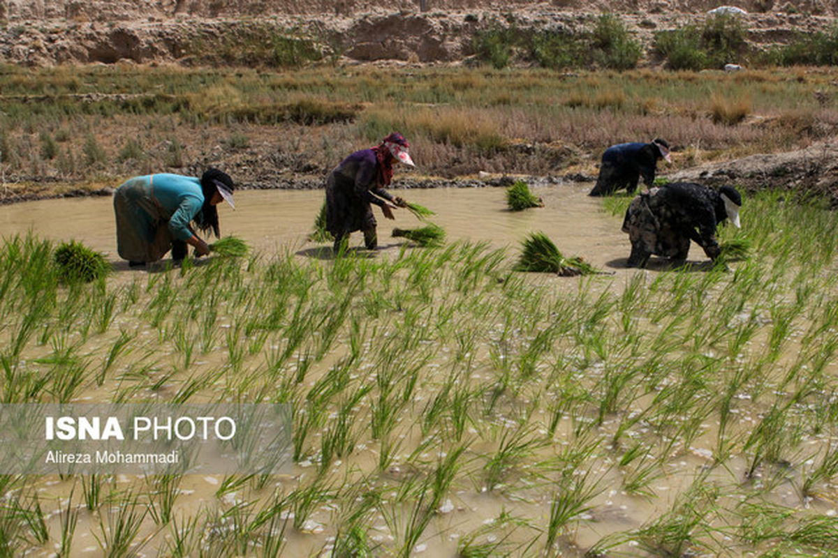 کشت برنج در بخشی از اراضی سیل‌زده خوزستان امکان‌پذیر نیست