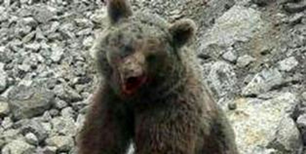 شناسایی ضاربان توله خرس تلف شده
