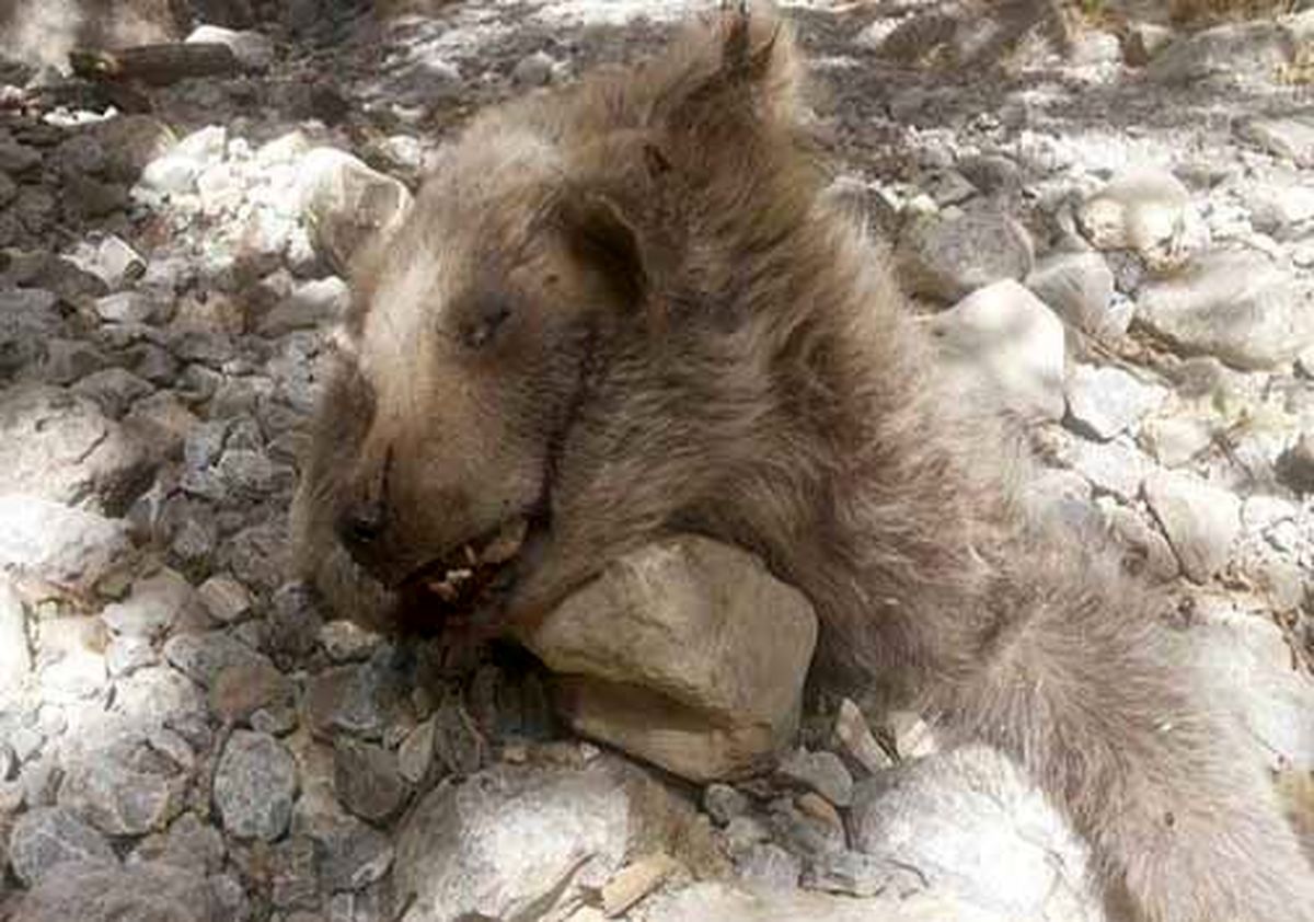 یکی از ضاربان خرس تلف شده در سوادکوه، دستگیر شد