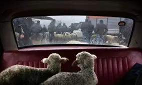 ژست ۲بره روی صندلی عقب ماشین