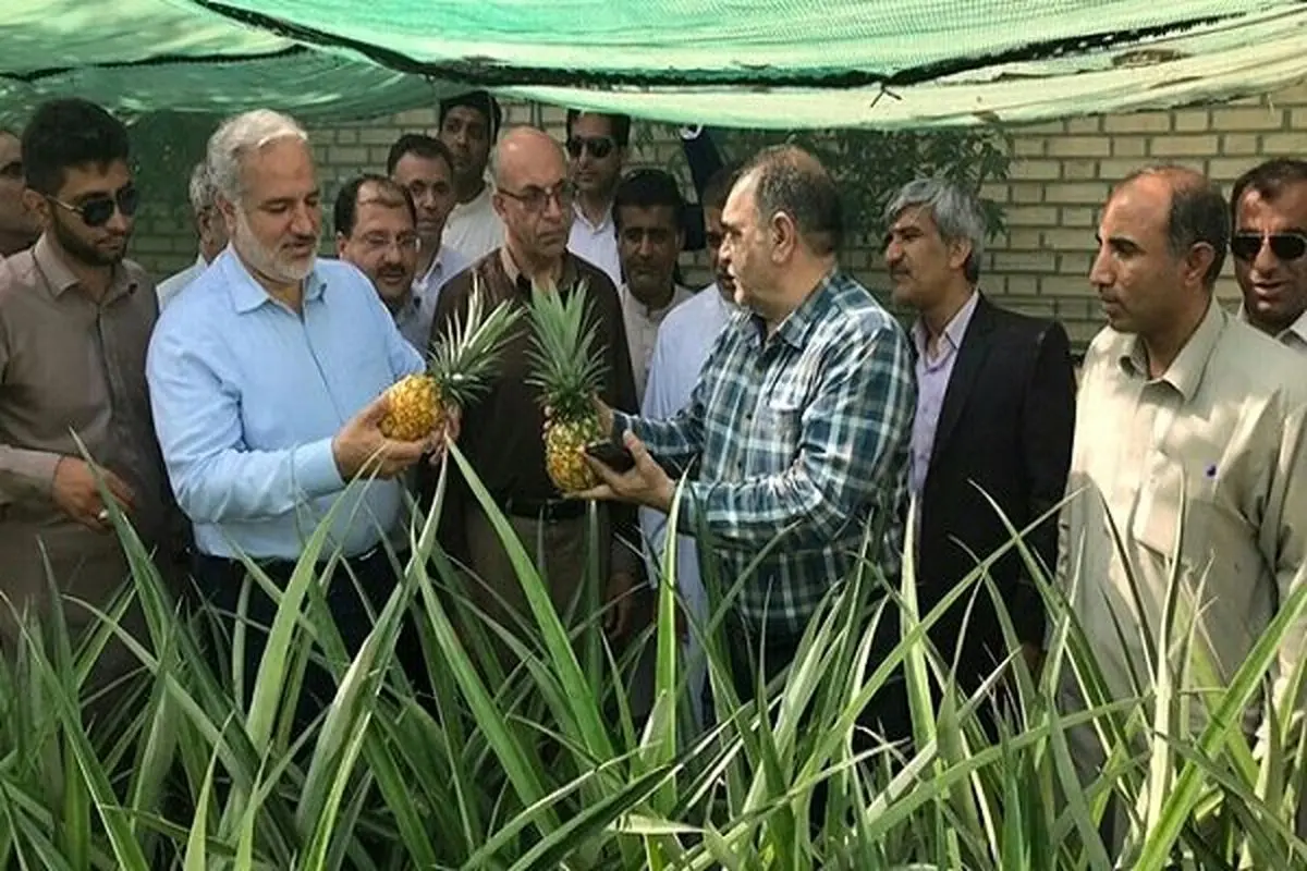 نخستین میوه آناناس کشور در چابهار برداشت شد
