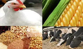 کاهش نرخ نهاده‌های دامی/اختلاف ۵۵ درصدی قیمت گوشت درب دامداری تا خرده فروشی