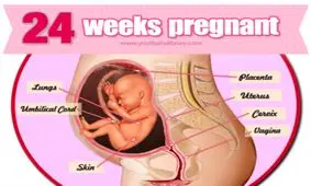 بارداری هفته به هفته، هفته بیست و چهارم
