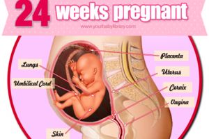 بارداری هفته به هفته، هفته بیست و چهارم