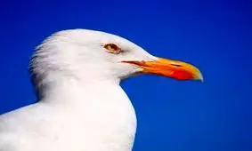 مرغ دریایی که 6 روز یک زوج را زندانی کرد !