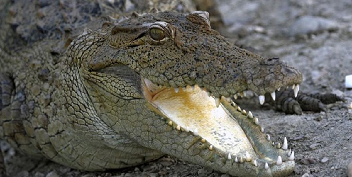 15سر تمساح بزرگ جثه در حوضچه سد پیشین گرفتار شدند