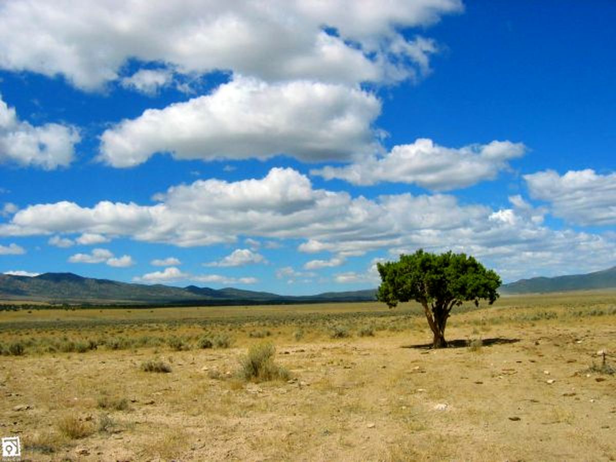 تک درختِ عباس کیارستمی ثبت میراث فرهنگی میشود