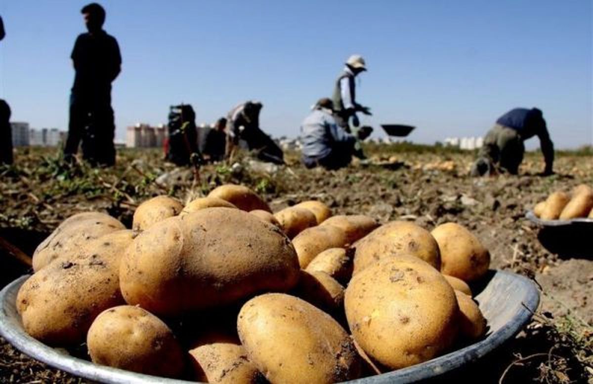 سیب زمینی ارزان میشود