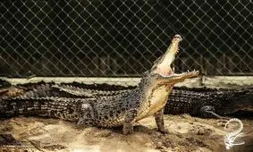 کروکودیل پرورش دهید؛ پولدار شوید!