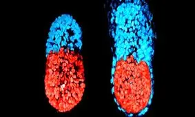 نخستین جنین مصنوعی انسان رشد کرد