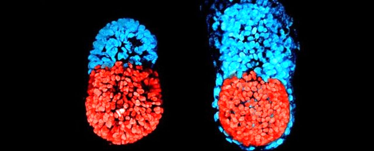 نخستین جنین مصنوعی انسان رشد کرد