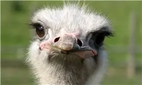 چشم شترمرغ از مغز آن بزرگتر است