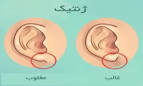 آنچه گوش ها درباره سلامتی می گویند