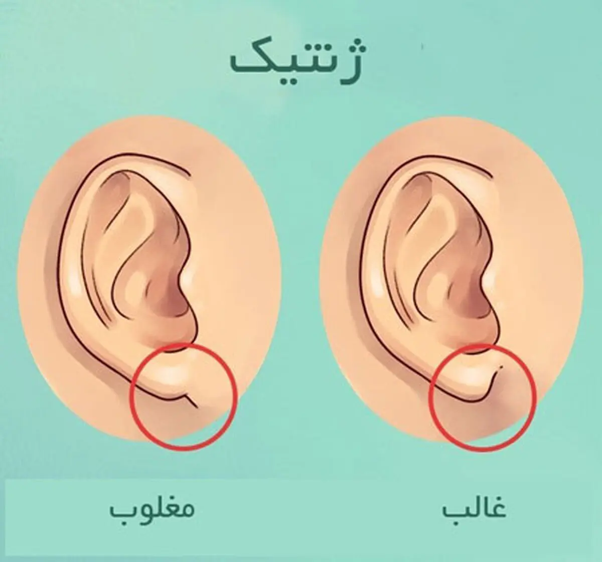 آنچه گوش ها درباره سلامتی می گویند