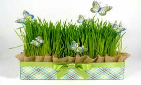 بهترین زمان برای کاشت سبزه عید