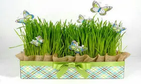 بهترین زمان برای کاشت سبزه عید