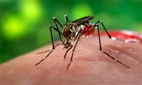 چیزهایی که پشه‌ها دوست ندارند شما بدانید!