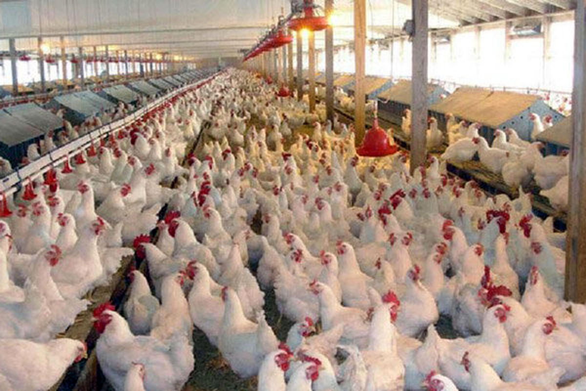 نرخ جدید مرغ دوشنبه تعیین می‌شود/زیان تولیدکنندگان سنگین است