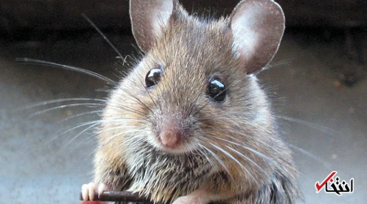 استفاده از موش مرده برای تسکین درد دندان در مصر باستان