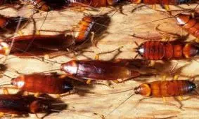 خبر بد به افرادی که از سوسک نفرت دارند !