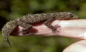 پایان تلخ شرط‌بندی سر خوردن مارمولک زنده